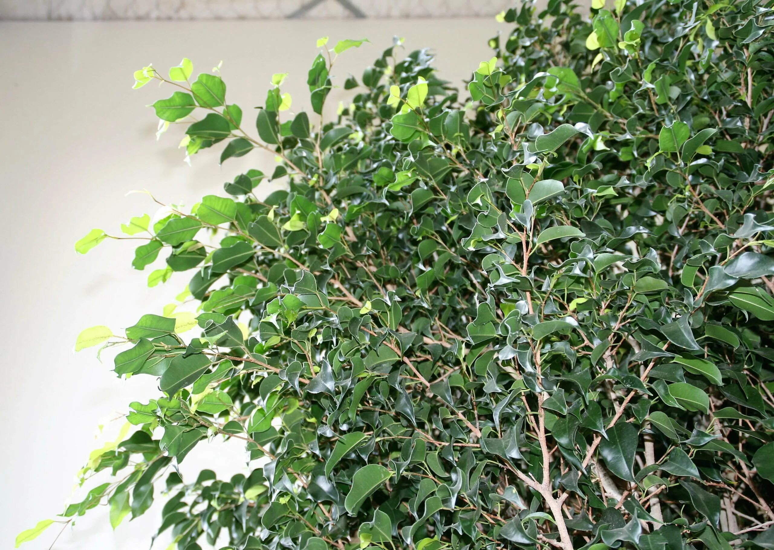 Кучерявый фикус фото Фикус кучерявый фото - ViktoriaFoto.ru