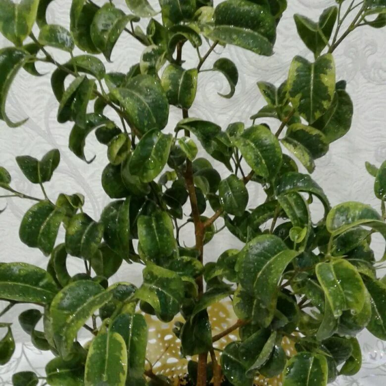 Кучерявый фикус фото Фикус кудрявый - купить в Орске, цена 450 руб., продано 26 августа 2019 - Растен