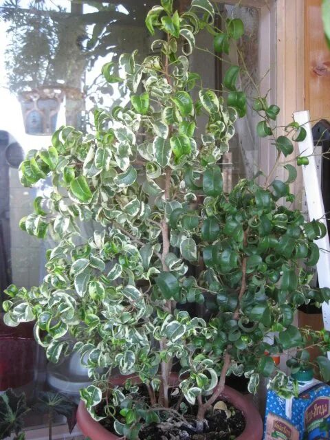 Кучерявый фикус фото Кучерявый фикус Барок: великолепие природы в фотографиях Зеленый рай Фотогалерея