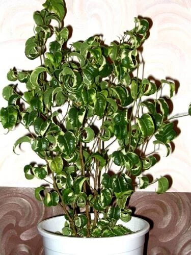 Кучерявый фикус фото Ответы Mail.ru: подскажите как называется мой цветок? мне он очень нравится но н