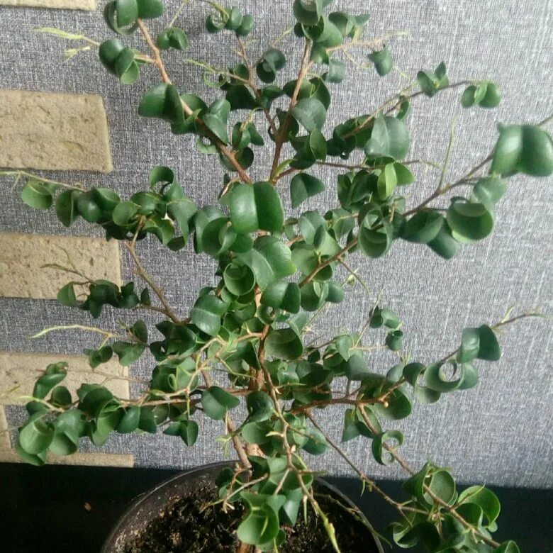 Кучерявый фикус фото Фикус кудрявый - купить в Челябинске, цена 349 руб., продано 1 ноября 2020 - Рас