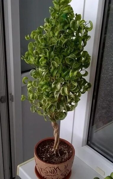 Кучерявый фикус фото Фикус Mикрoкaрпа Альбомаpгинатa - .Ficus Microcarpa Albomarginata. Фотография из
