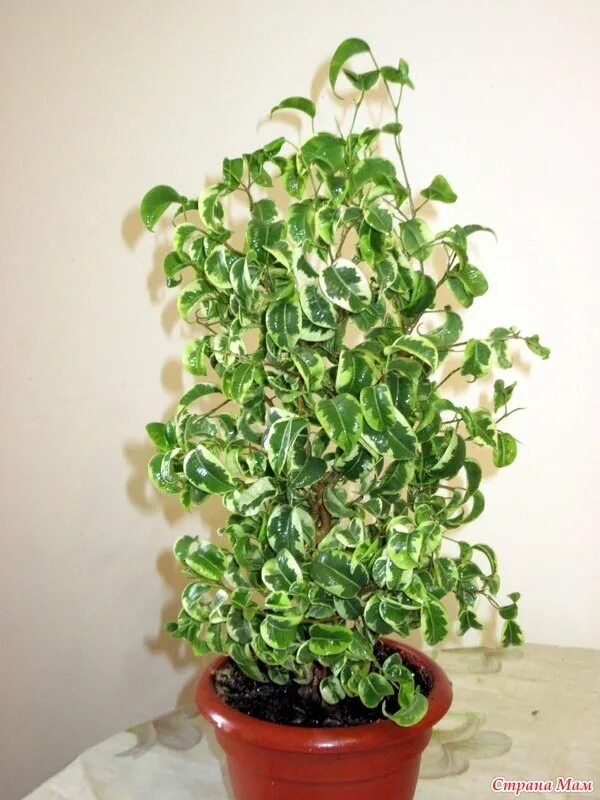 Кучерявый фикус фото Фикусы: моя коллекция - Комнатные растения. - Страна Мам