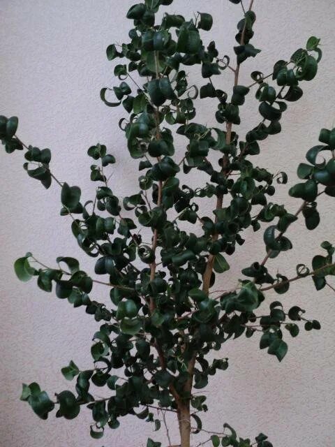 Кучерявый фикус фото Неактивно