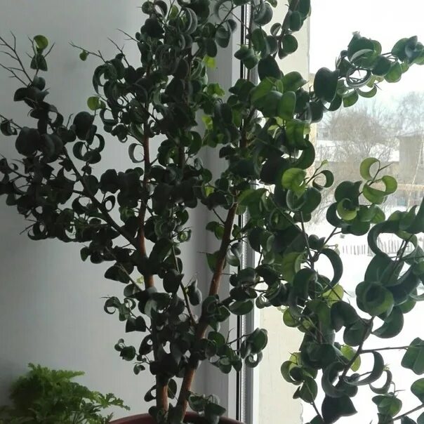 Кучерявый фикус фото Фикус кудрявый фото