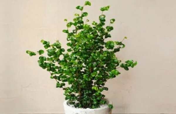 Кучерявый фикус фото Фикус барок: найдено 86 картинок