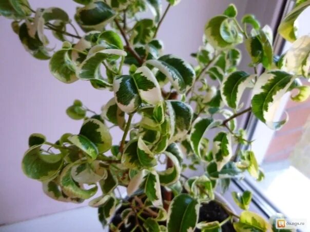 Кучерявый фикус фото ФИКУС БЕНДЖАМИНА (лат. Ficus benjamina) - вид растений из рода Фикус семейства Т