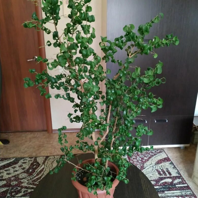 Кучерявый фикус фото Фикус - купить в Екатеринбурге, цена 70 руб., продано 3 октября 2020 - Растения 