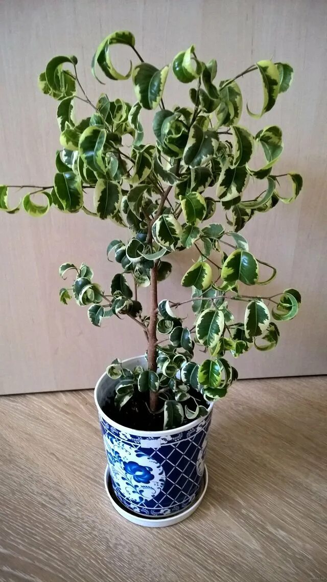 Кучерявый фикус фото Фикус волнистый