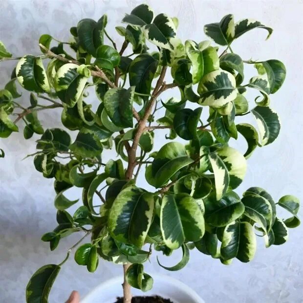 Кучерявый фикус фото Рассада цветов и овощных культур ТХ Закировых - Фикус Ирэн