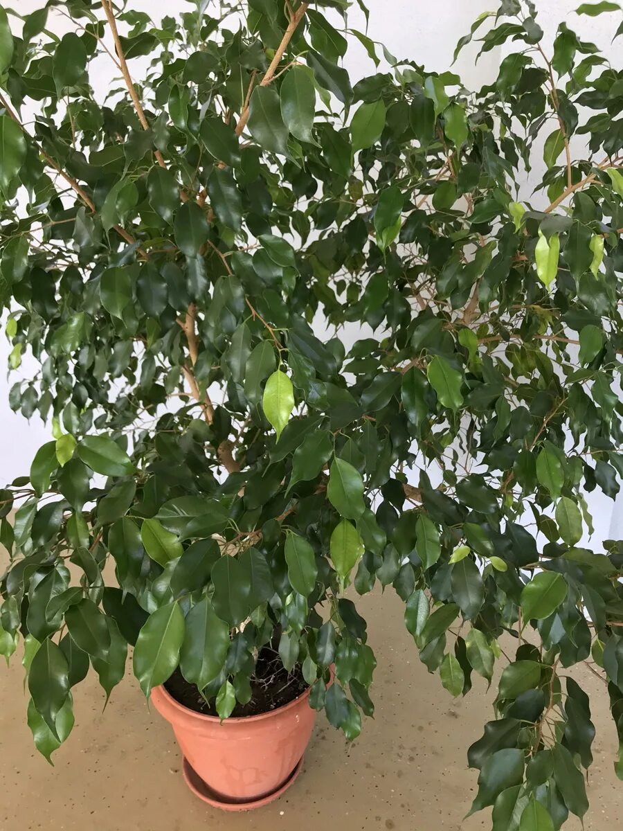 Кучерявый фикус фото Фикус Бенджамина: уход и размножение в домашних условиях