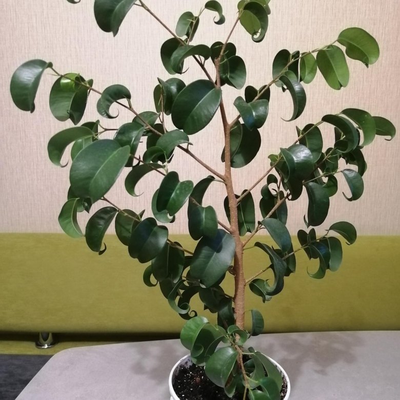 Кучерявый фикус фото Фикус кудрявый (барок) - купить в Москве, цена 150 руб., продано 24 марта 2021 -