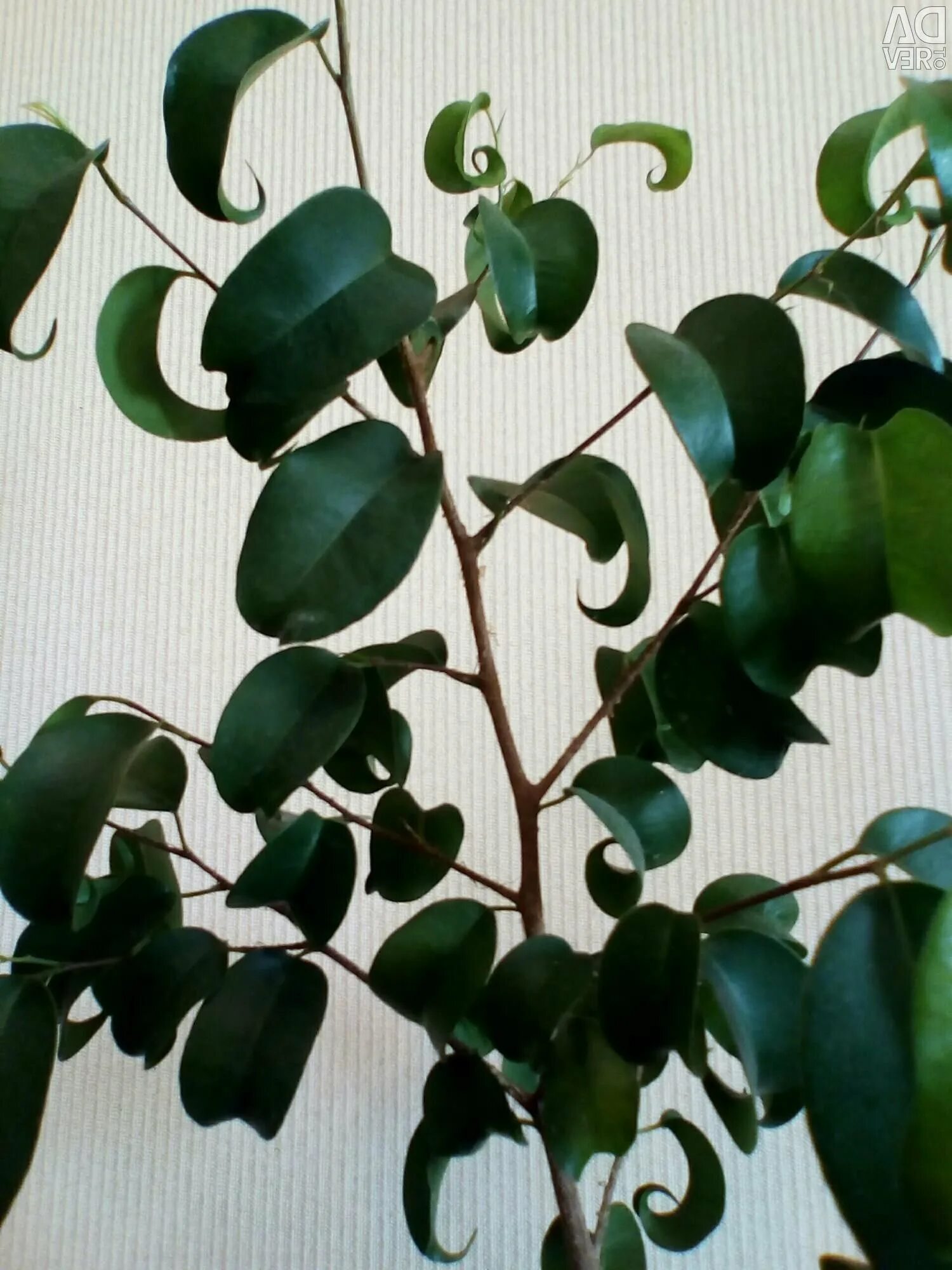 Кучерявый фикус фото Фикус кучерявый фото - ViktoriaFoto.ru