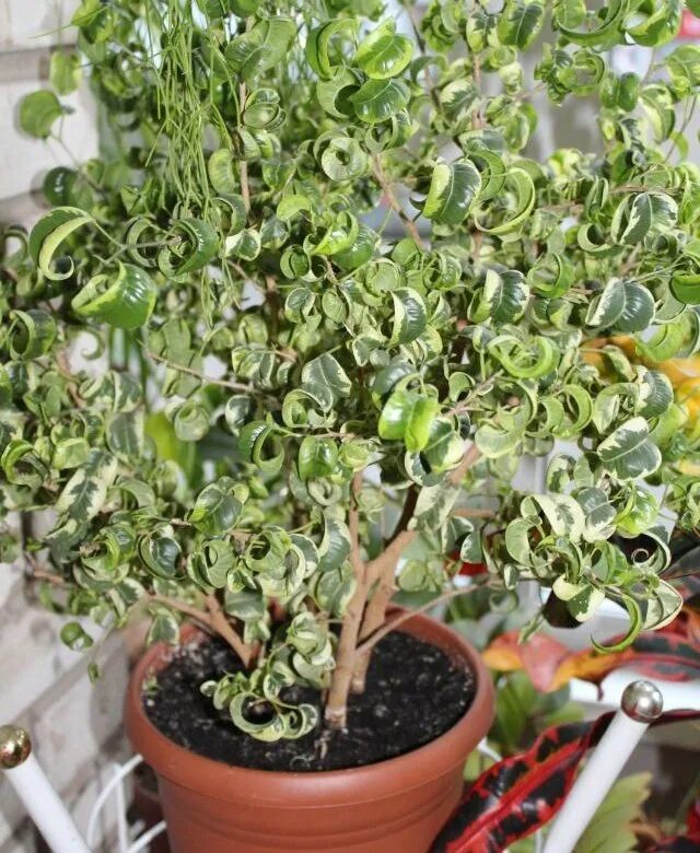 Кучерявый фикус фото Фикус кучерявый фото - ViktoriaFoto.ru