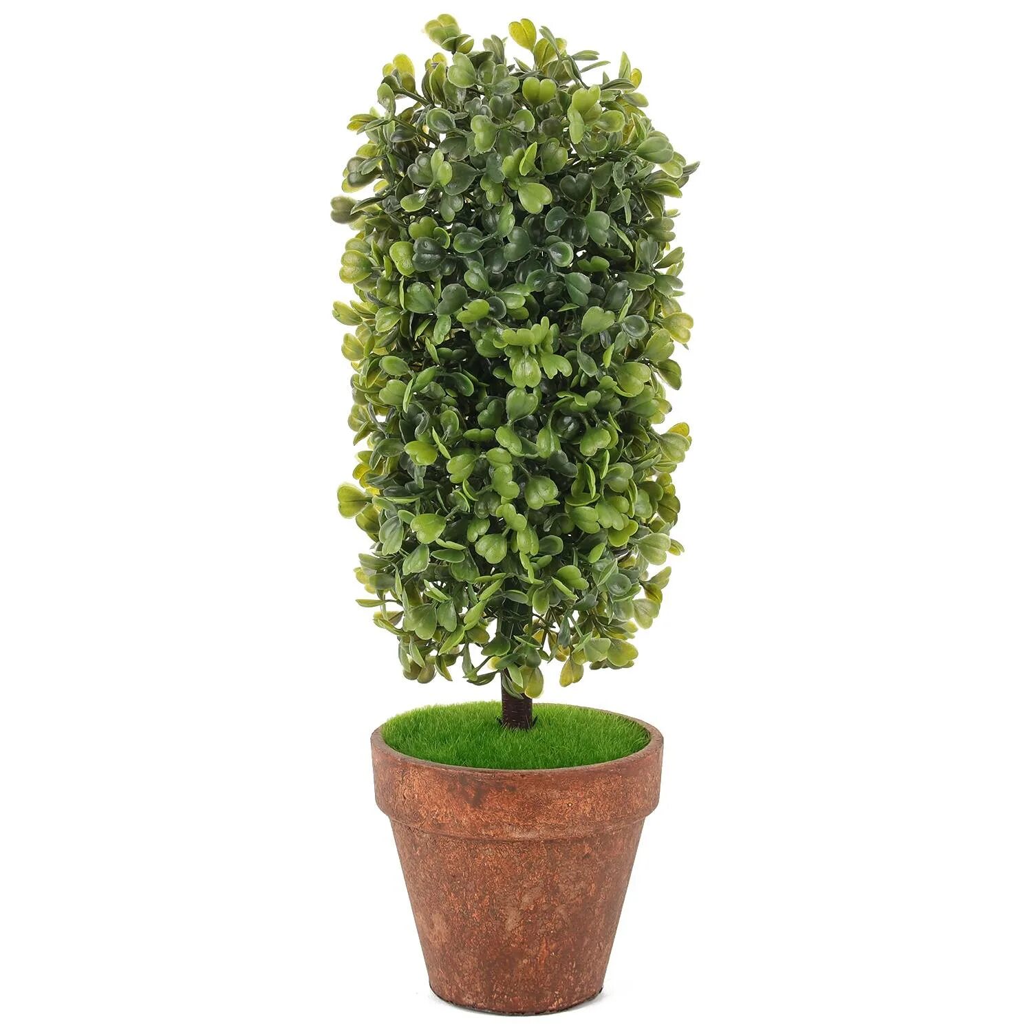 Кучерявый фикус фото Кудрявый Фикус Барок: Очарование Закрученных Листьев Эко-фокус Фотогалерея приро