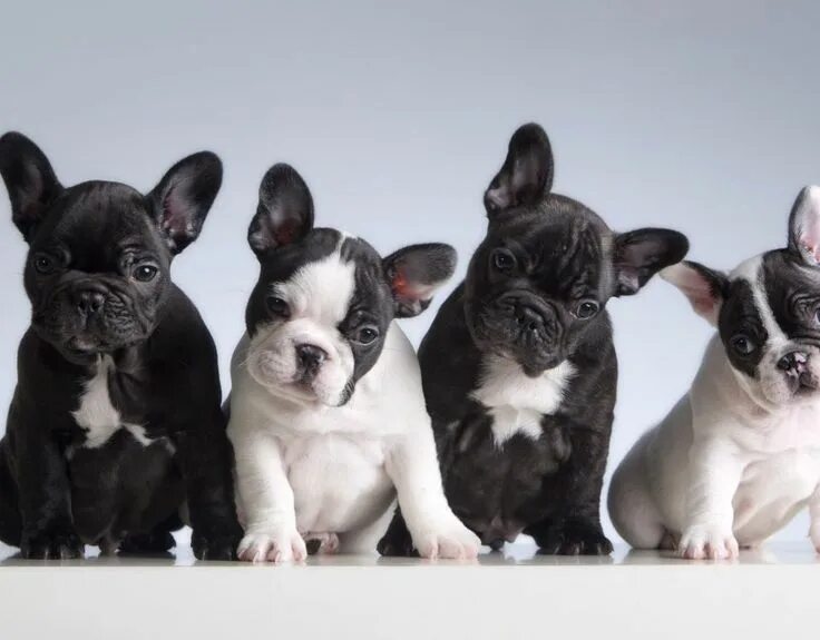 Кучерявый французский бульдог фото Pin on Bulldog francés