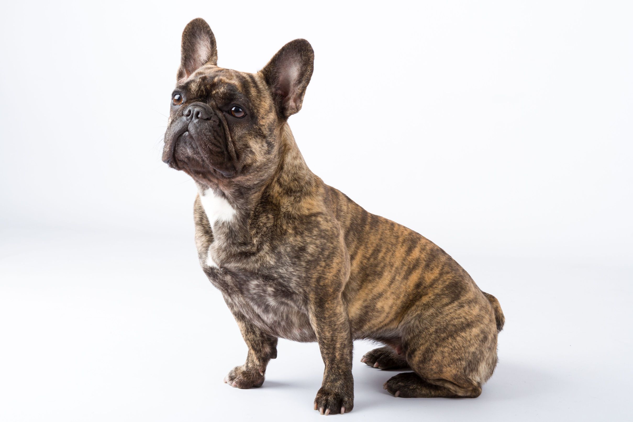 Кучерявый французский бульдог фото French Bulldog FCI Breeder The Netherlands French Bulldog Kennel The LoveBoat
