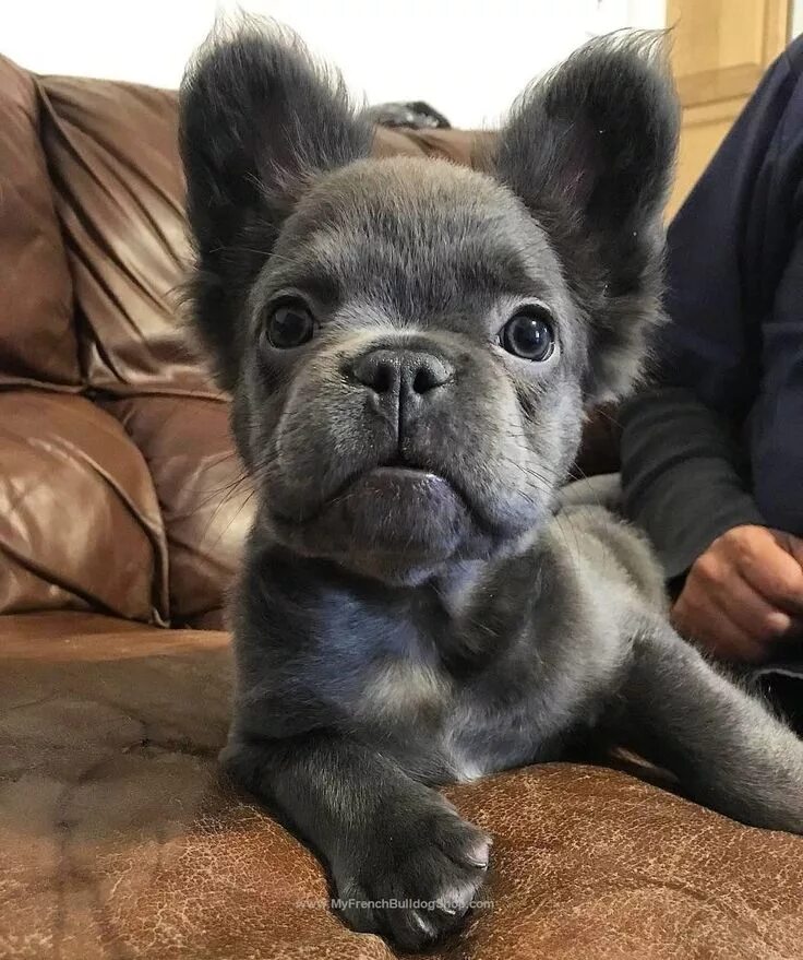 Кучерявый французский бульдог фото Pin on French Bulldog Lyfe