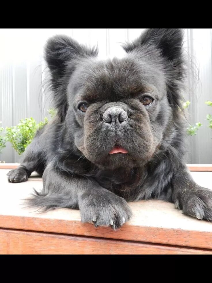 Кучерявый французский бульдог фото Pin on Wishes Frenchie puppy, French bulldog puppies, Long haired french bulldog