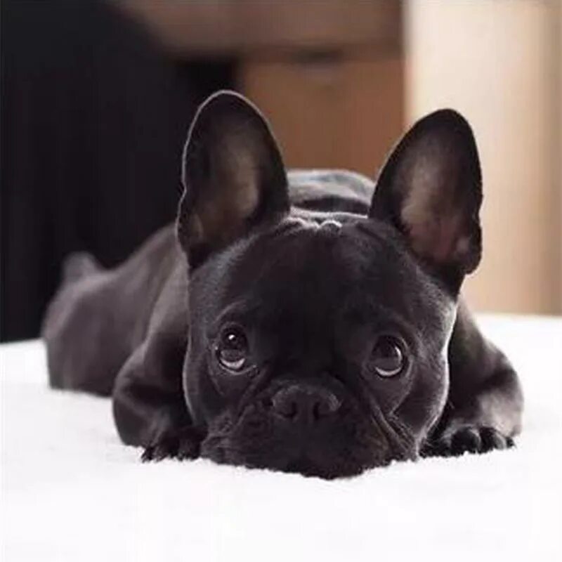 Кучерявый французский бульдог фото 5D DIY Алмазная картина, вышитая крестом "Черный щенок французского бульдога" Ал