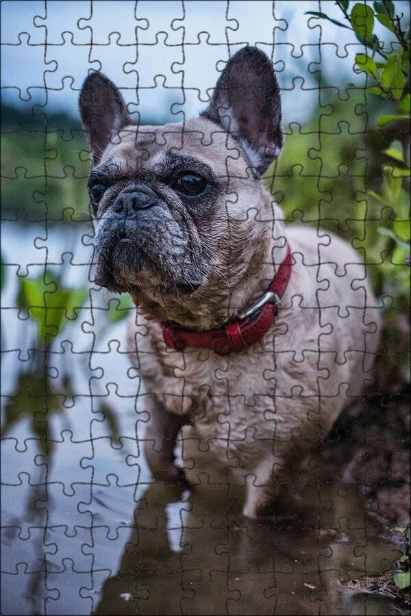 Кучерявый французский бульдог фото Магнитный пазл 27x18см."Герда, французский бульдог, собака" на холодильник - куп