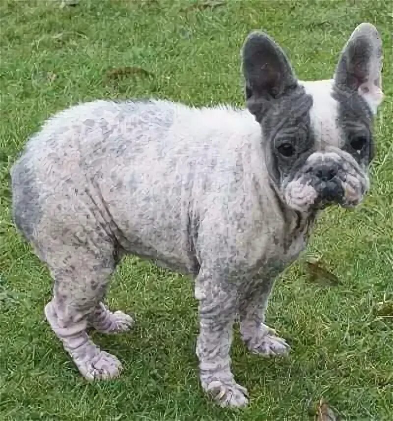 Кучерявый французский бульдог фото Ticked French Bulldog Best Sale hydroengeo.uz