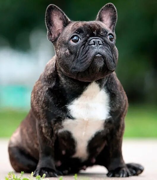 Кучерявый французский бульдог фото Can a bitch be sterilized during heat? #вопрос_от_участника@french_bulldogs *Pho