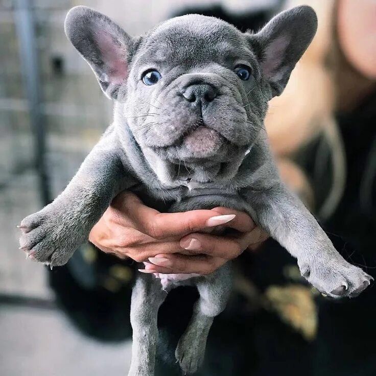 Кучерявый французский бульдог фото Pin på Бульдожка