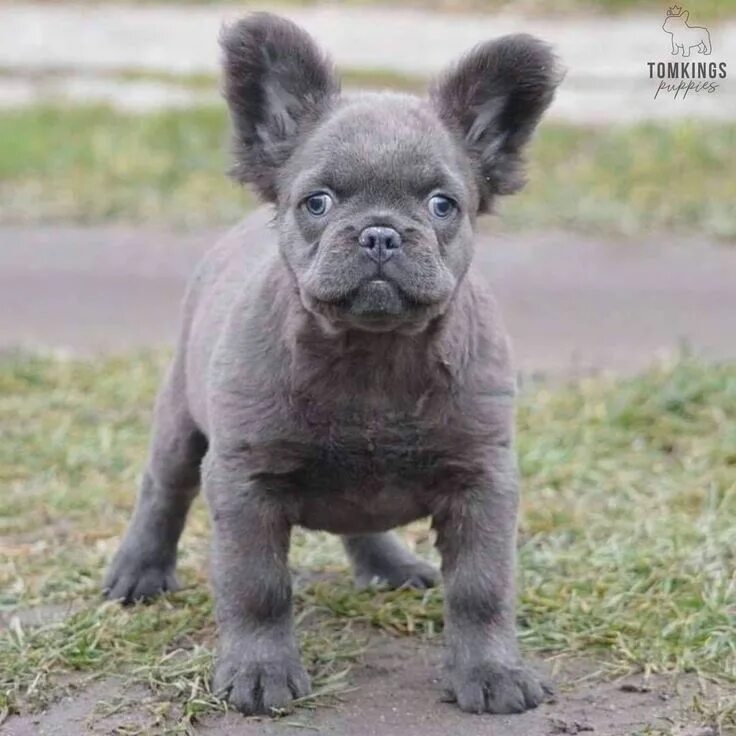 Кучерявый французский бульдог фото What do you think of little Seraphina? ... For see more of dogs images visit us 