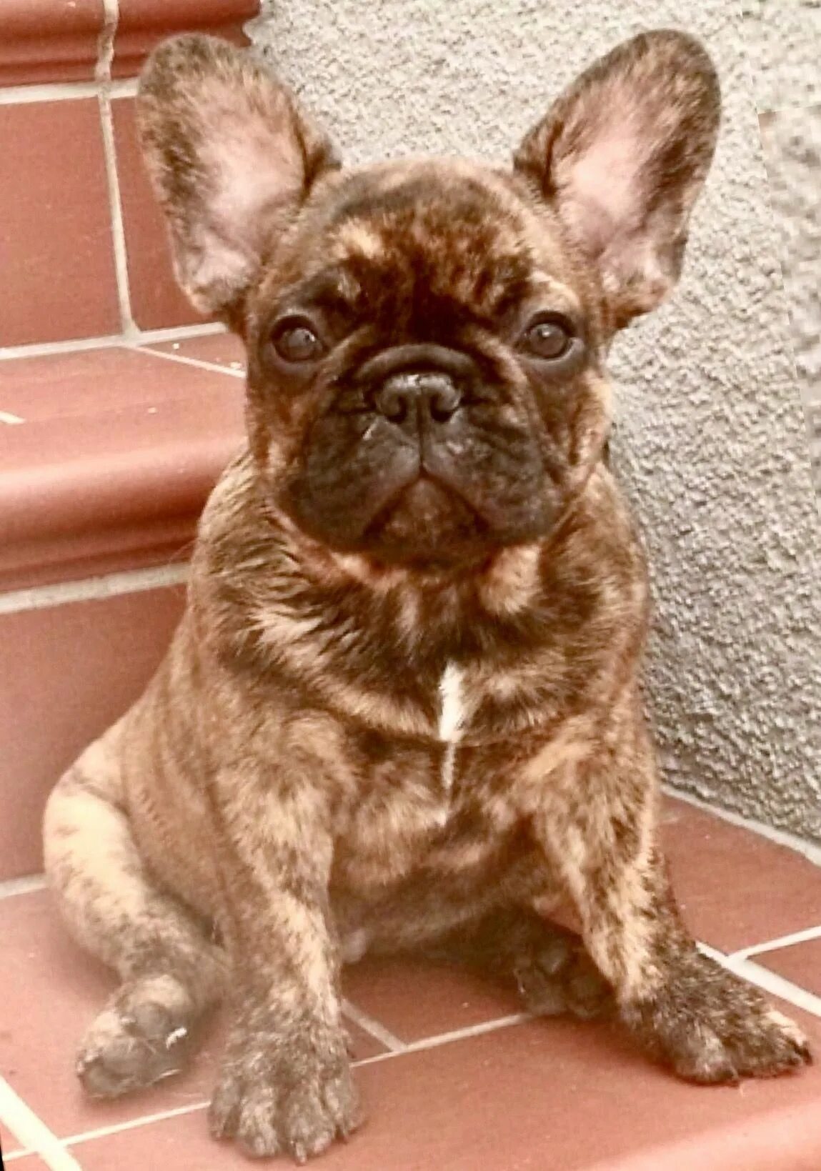 Кучерявый французский бульдог фото Pin on French Bulldog