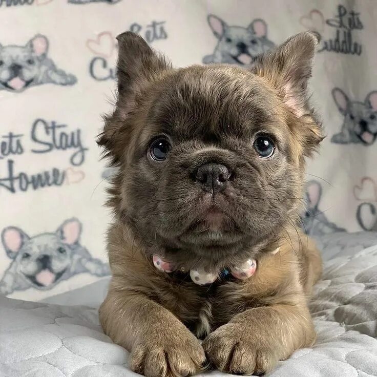 Кучерявый французский бульдог фото French Bulldog ❤ Frenchie puppy, Cute dogs, Cute baby animals