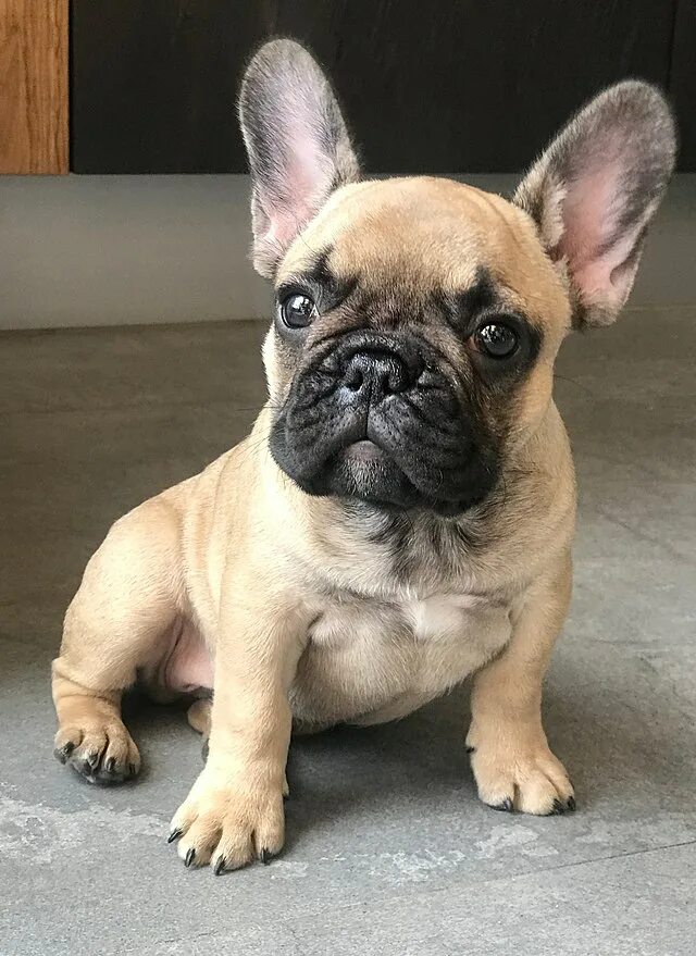Кучерявый французский бульдог фото File:French bulldog puppy fawn.jpg - Wikipedia