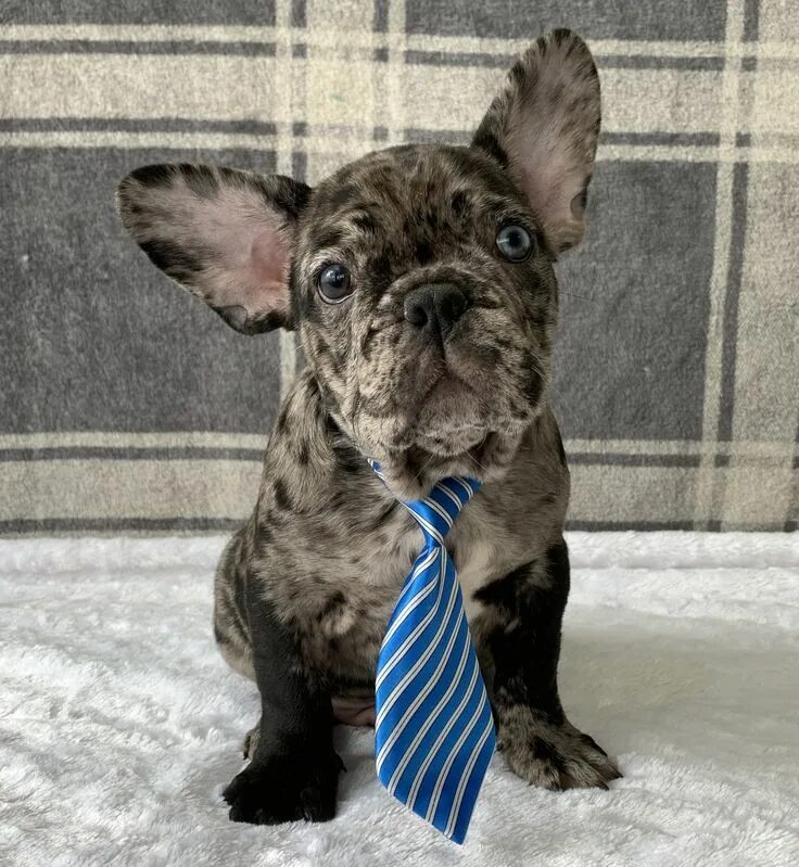 Кучерявый французский бульдог фото Loving #FrenchBulldog French bulldog puppies, Bulldog puppies, French bulldog