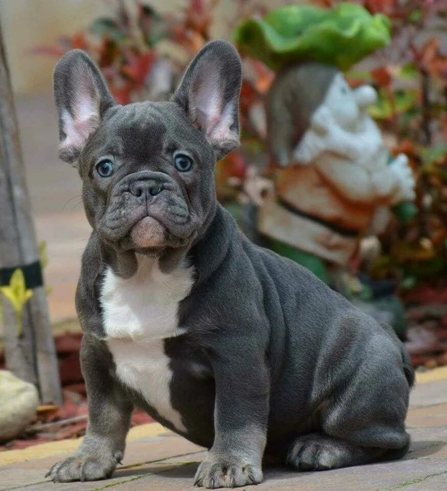 Кучерявый французский бульдог фото Мерлен Французский Бульдог Фото - Mixyfotos.ru