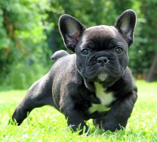 Кучерявый французский бульдог фото Love these ugly lil pups Hunde, Französische bulldogge, Bulldogge