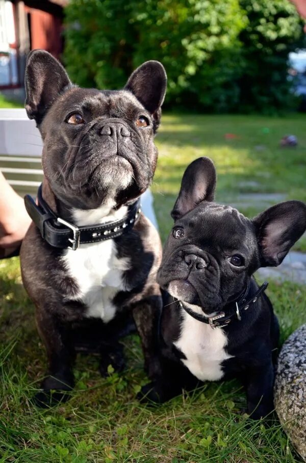 Кучерявый французский бульдог фото Pin on French bulldog