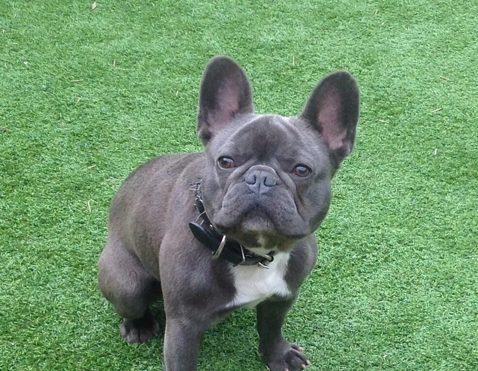 Кучерявый французский бульдог фото Французский бульдог 2 года