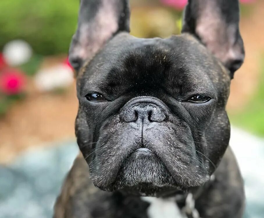 Кучерявый французский бульдог фото Собаку напугали - теперь она всю жизнь будет бояться? Не обязательно. Интеллекту