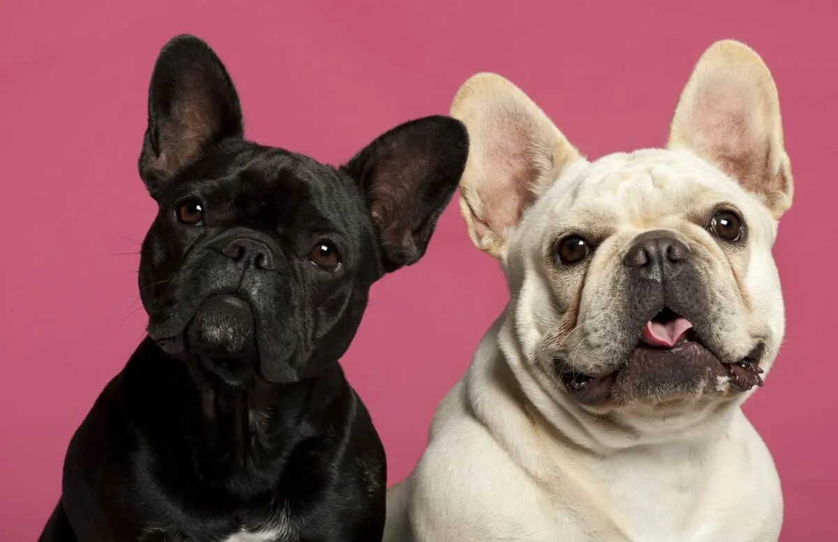 Кучерявый французский бульдог фото Different French Bulldog Colors