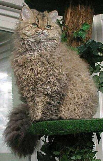 Кучерявый кот фото 900+ Cats ideas in 2021 kissa, eläimet, lemmikit