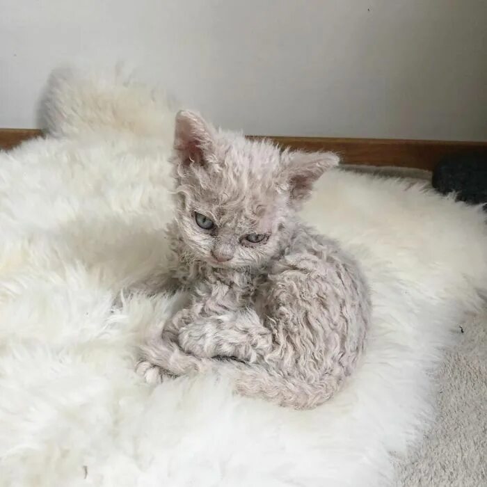 Кучерявый кот фото These Kitties Are Very Different From Your Usual Ones (30 Pics) Rex cat, Curly c