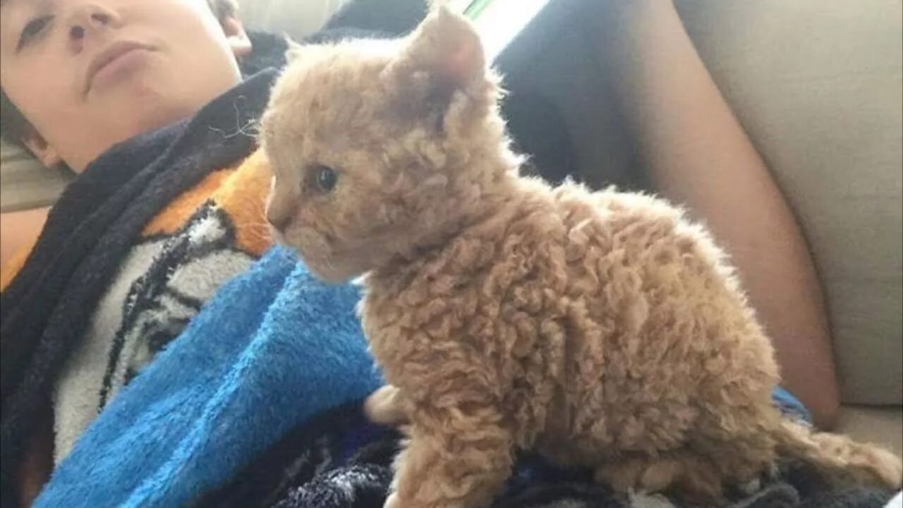 Кучерявый кот фото Удивительное появление кучерявого котёнка, удивило весь мир - YouTube