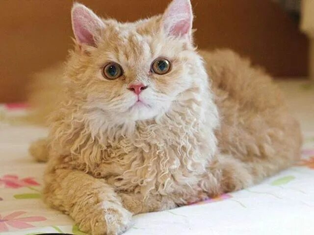 Кучерявый кот фото kat #kat Selkirk rex, Cat breeds, Rex cat