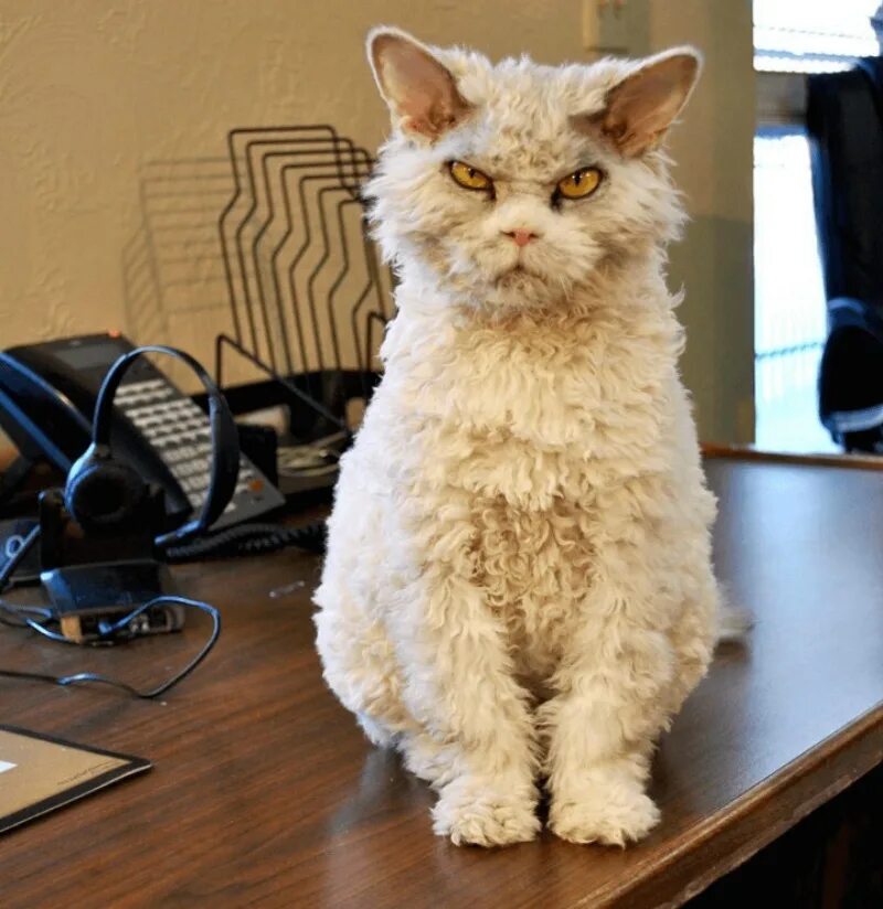 Кучерявый кот фото Кисуа: найдено 90 изображений