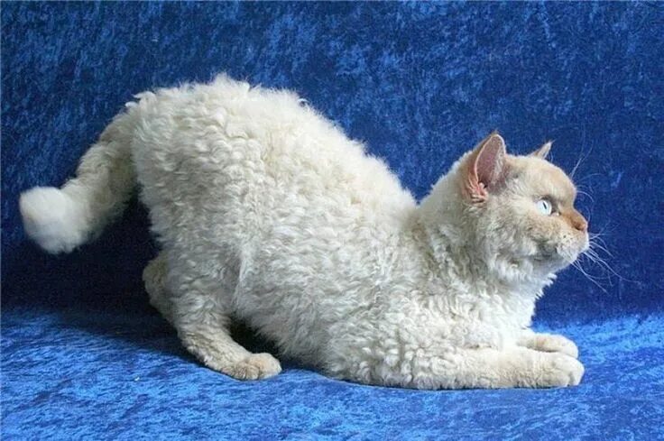 Кучерявый кот фото Selkirk Rex Curly Cat Schattige katten, Katten, Grappige dieren