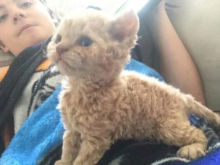 Кучерявый кот фото Gary O'Neill on Twitter Curly cat, Curly haired cat, Selkirk rex