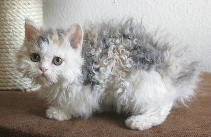 Кучерявый кот фото These Poodle Cats Are So Curly You'll Squeal With Delight When You See Them Raza