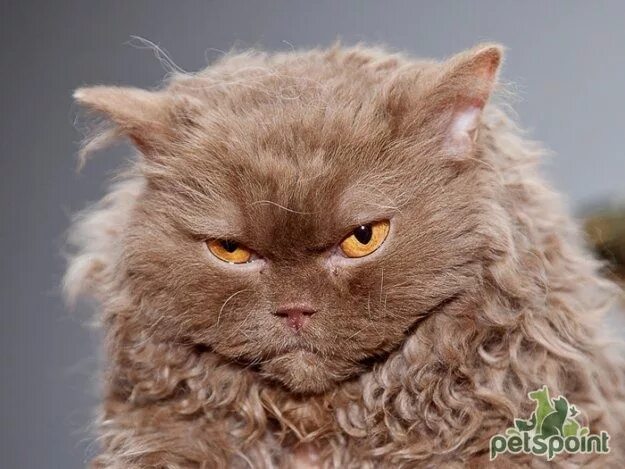 Кучерявый кот фото Bogemskiy Rex / Bohemian Rex (Bohemia Rex) Домашнее животное, Животные, Кошки