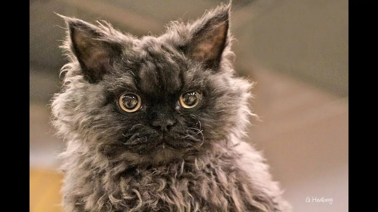 Кучерявый кот фото Selkirk rex / Raza de Gato - YouTube