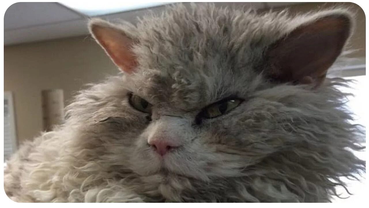 Кучерявый кот фото СУРОВЫЙ КОТ АЛЬБЕРТ - YouTube